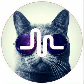 Котиков приложение