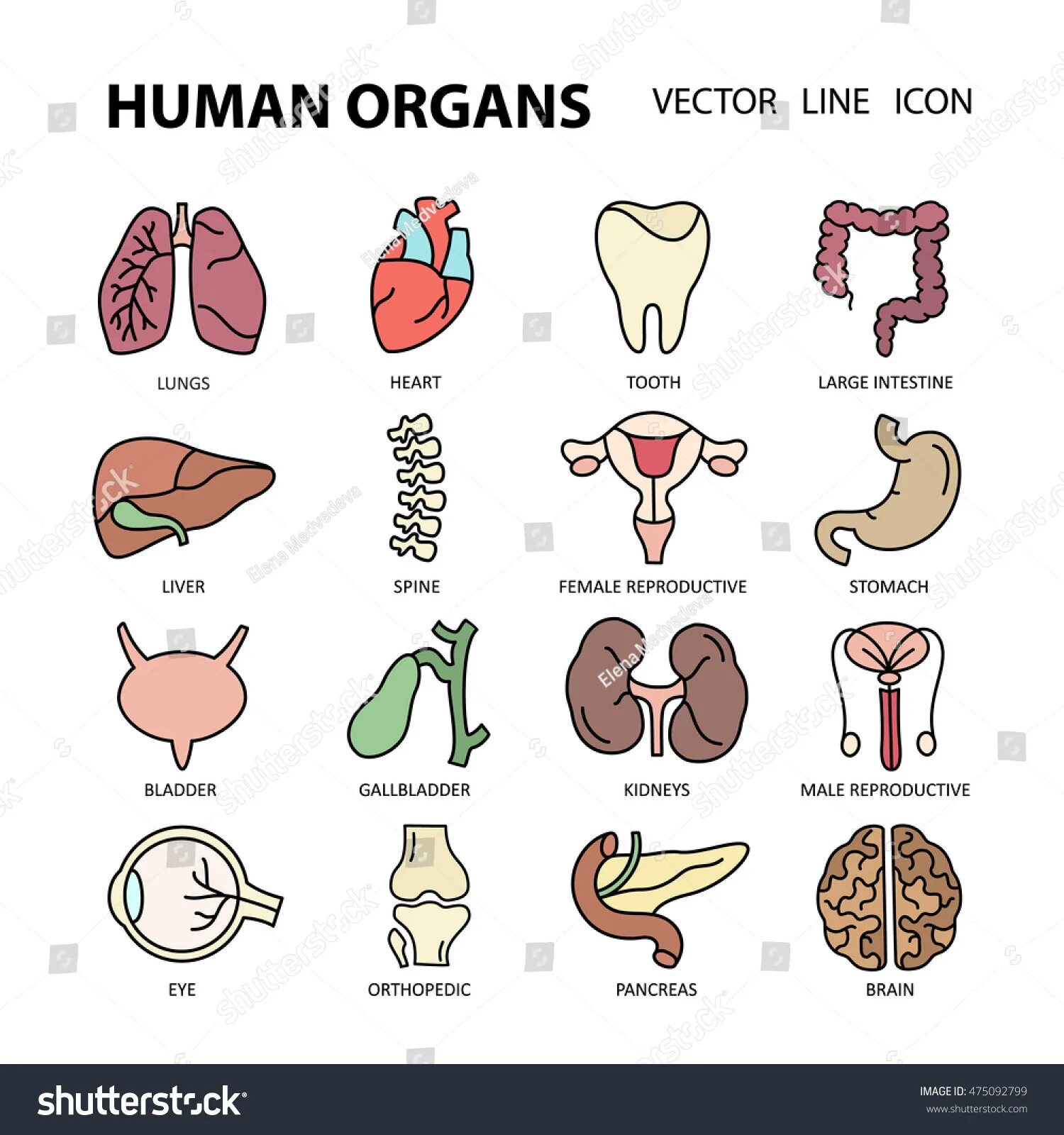 Human organs. Аппликация органы человека. Аппликация внутренние органы человека. Аппликация человеческие органы. Аппликация внутренние органы человека для детей.