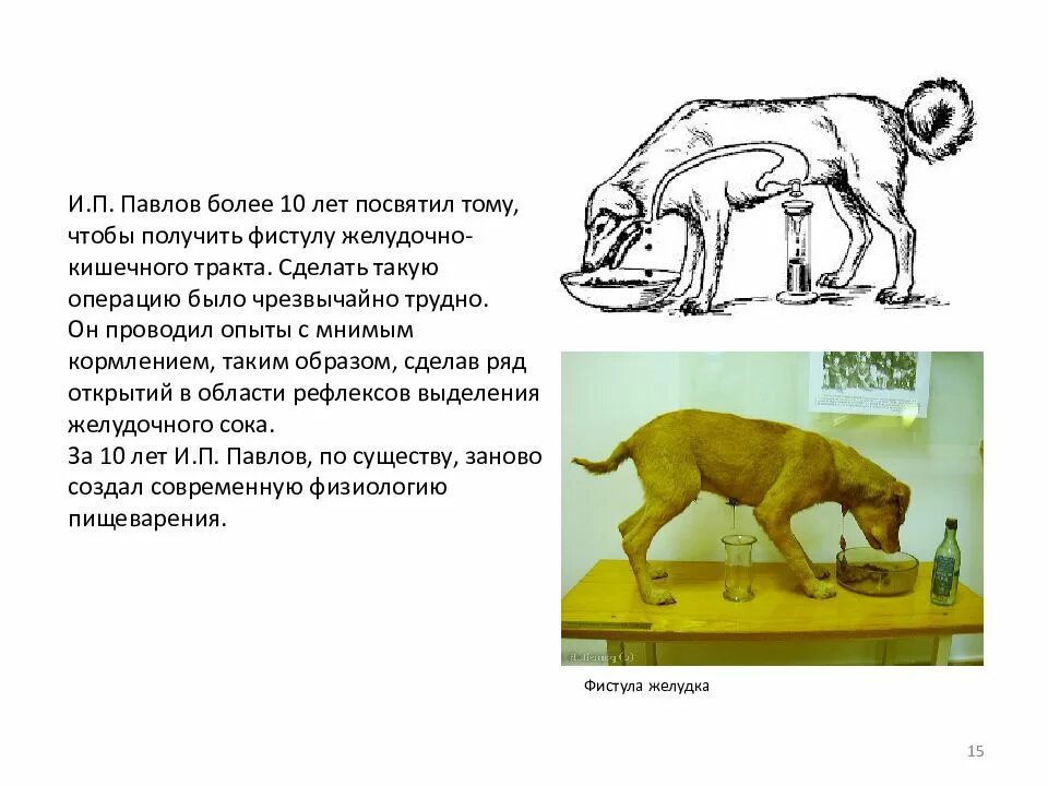 Почему данный опыт назвали мнимым кормлением. Почему данный опыт назвали мнимым кормлением