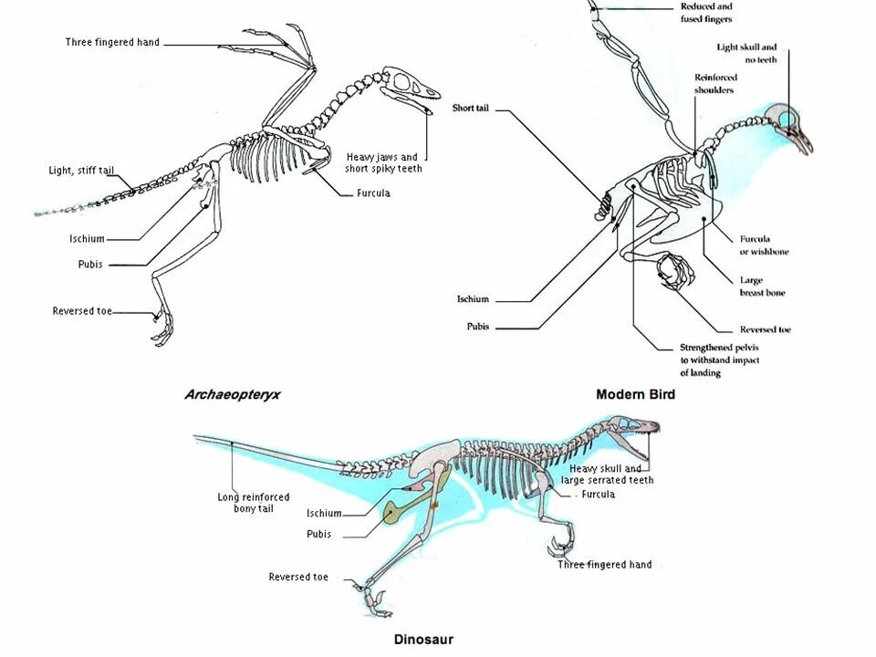 Археоптерикс строение скелета. Archaeopteryx кости. Скелет археоптерикса цевка. Археоптерикс Эволюция птиц.