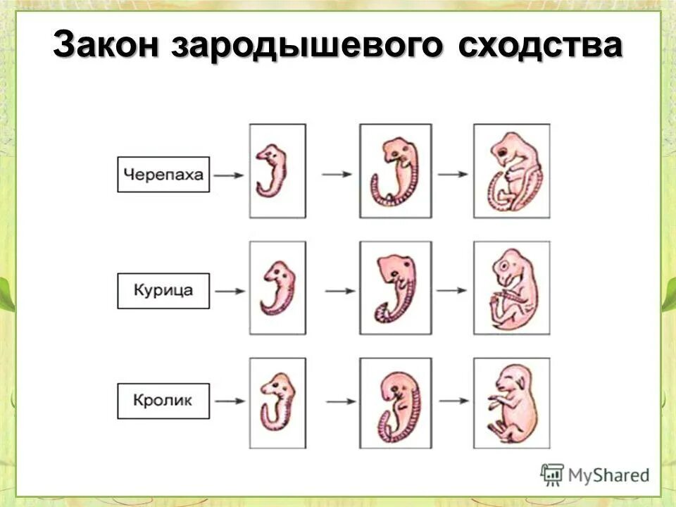 закон зародышевого сходства. м. закон зародышевого сходства. к. закон зародышевого сходства.