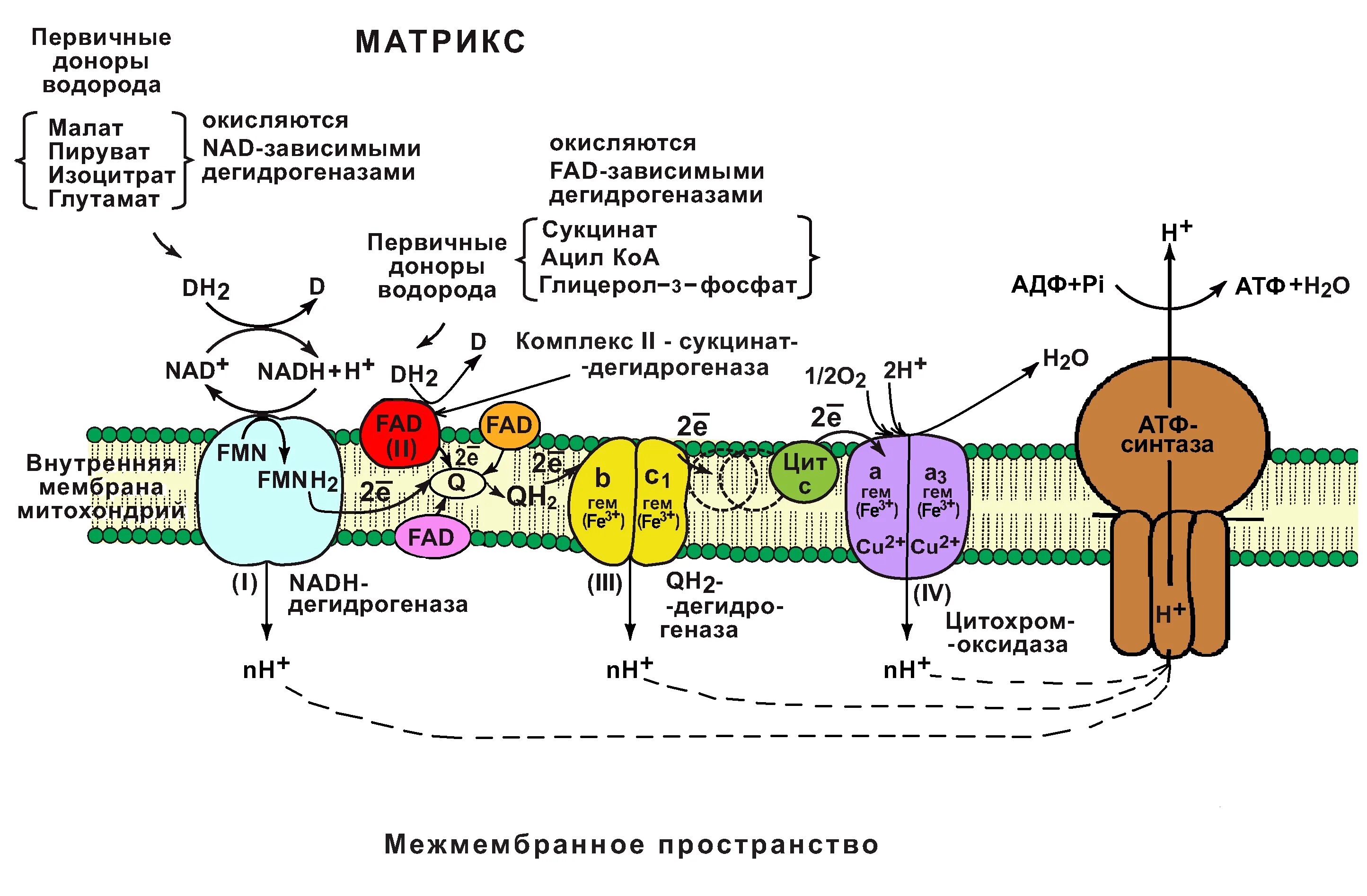 Последовательность образования атф в митохондриях. Дыхательная цепь (ЦПЭ): строение. 2 Комплекс цепи переноса электронов. Комплекс 5 дыхательной цепи митохондрий. Схема дыхательная цепь переноса электронов биохимия.