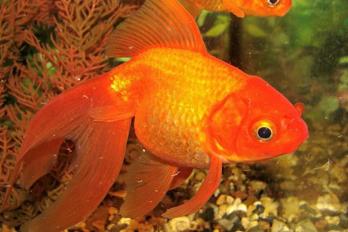 Аквариумная рыба золотая рыбка. Вуалехвост красный. Золотая рыбка вуалехвост красный. Вуалехвост рыбка аквариумная. Золотые рыбки вуалехвост аквариумные.