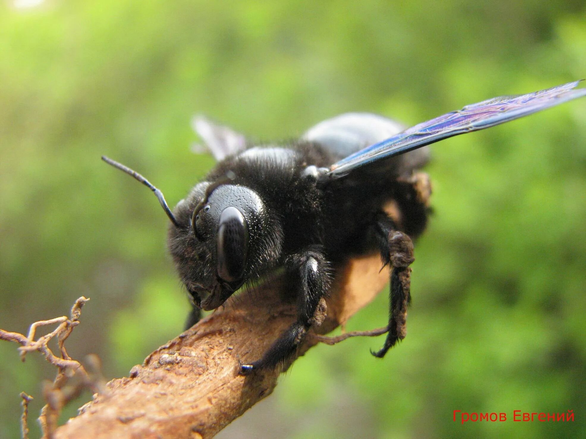 Черное насекомое похожее на осу. Пчела-плотник Xylocopa Valga. Шмель плотник ксилокопа. Шмель-плотник фиолетовый( Xylocopa violacea ). Шершень Дыбовского черный.