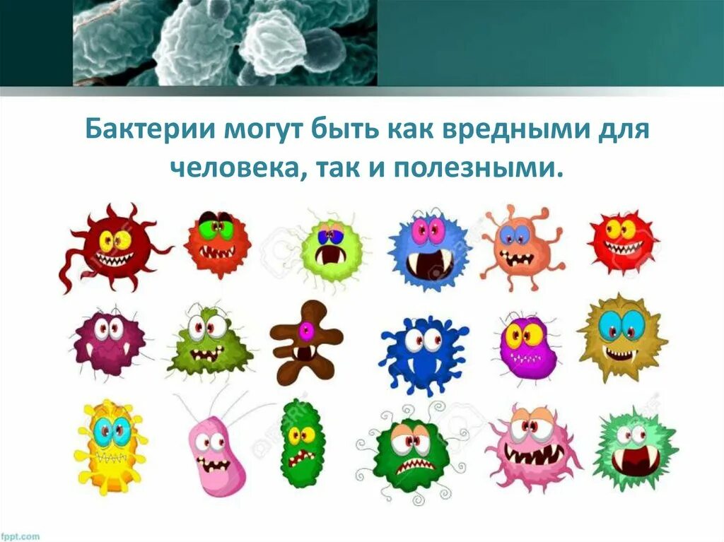Полезные и вредные микрргрибы. Полезные бактерии. Вредные бактерии. Полезные бактерии для человека. Бактерии человека название