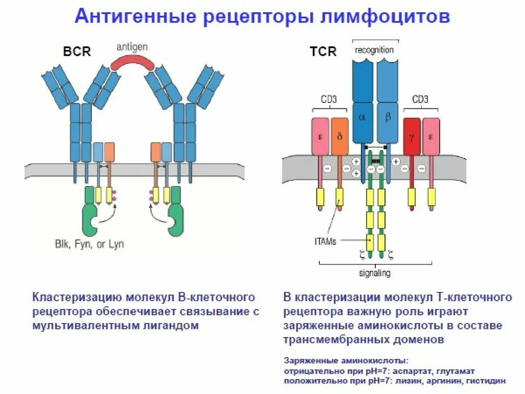 Особенность строения рецептора. Т клеточный рецептор строение иммунология. строение bcr рецептора. схема строения антигенраспознающих рецепторов т и в лимфоцитов. tcr рецептор т лимфоцитов строение.