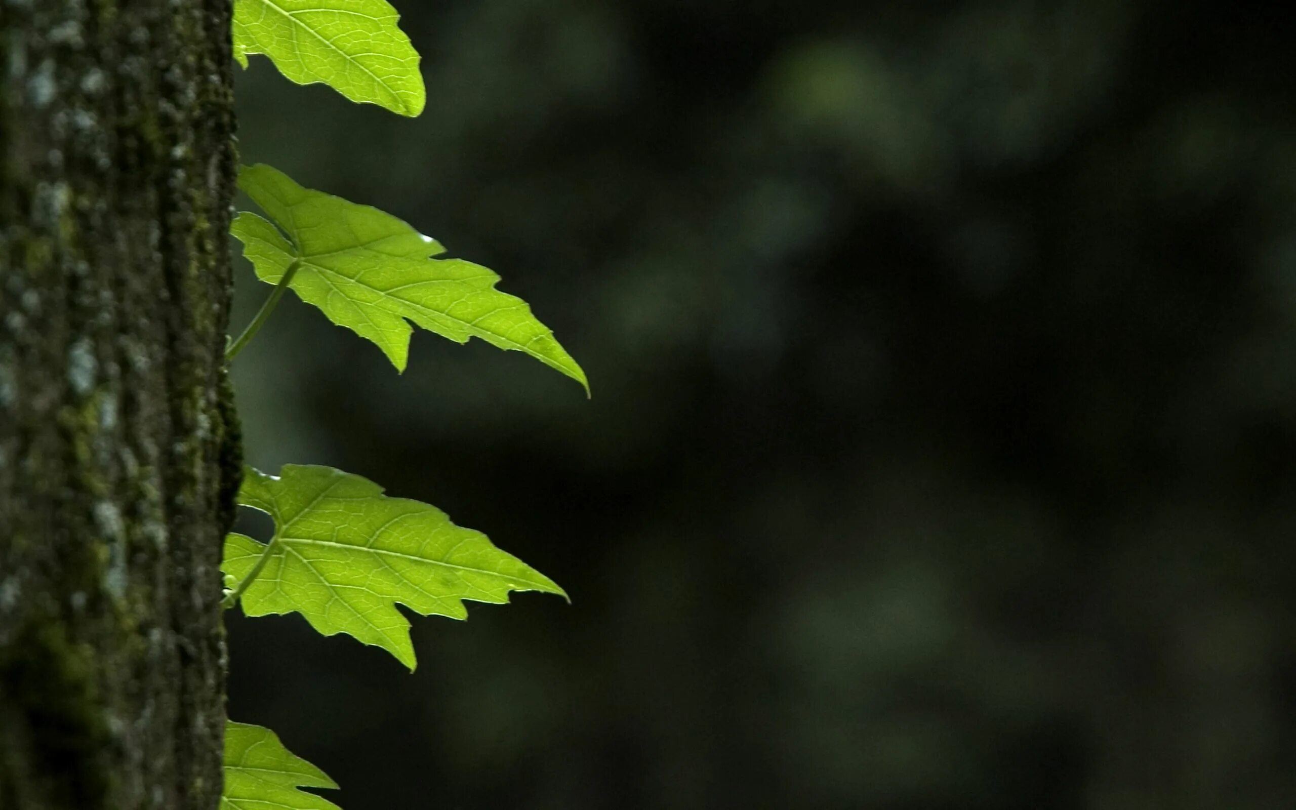 Листва дув. Вентилятор для листьев уборки. Листва дув. Воздуходувка бензиновая ранцевая stihl br 600. Кусты ночью.