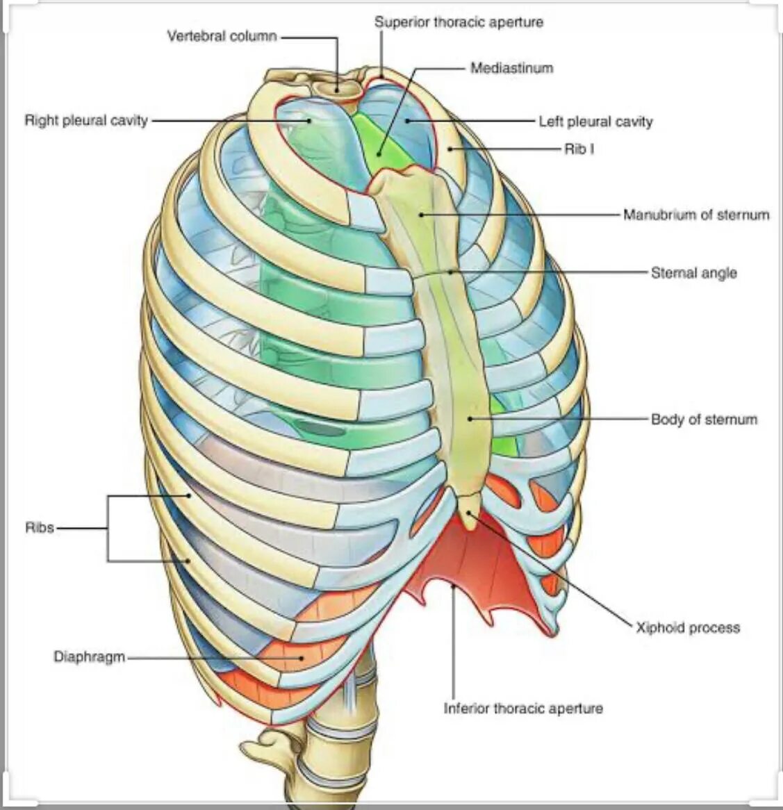 Нижние края ребер. Мембрана верхней апертуры грудной клетки. Диафрагма верхней апертуры грудной клетки. Верхняя и нижняя Апертура грудной клетки. Апертуры грудной клетки анатомия.