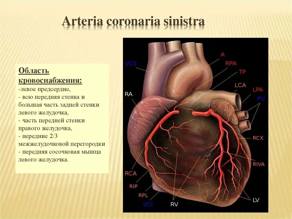 Анатомия межжелудочковой перегородки сердца. Arteria coronaria sinistra кровоснабжение. Стенки сердца анатомия передняя задняя. Кровоснабжение межжелудочковой перегородки.