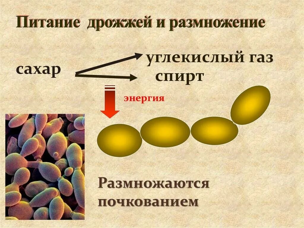 Сколько подходят дрожжи. Дрожжи грибы размножение. Размножение пекарских дрожжей. Размножение дрожжение. Способы размножения дрожжей.