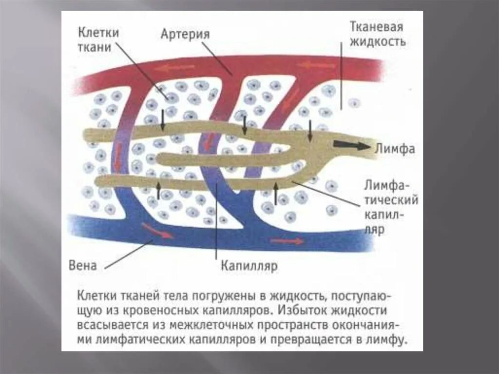 Лимфа кровь межтканевая жидкость схема. Образование тканевой жидкости и лимфы. Межклеточная жидкость крови. Тканевая жидкость.