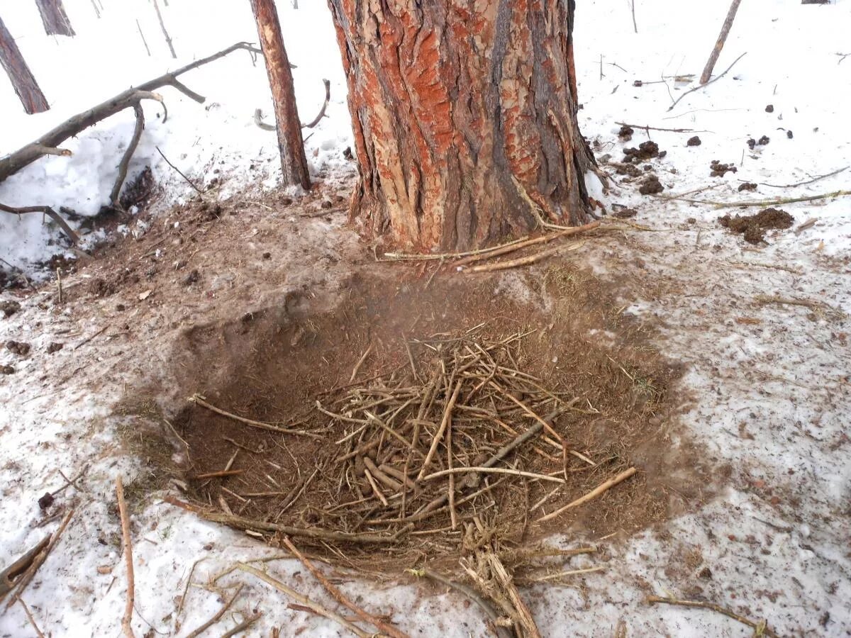 Дом кабана. Домашний кабан. Жилище кабана. Дикий кабан с кабанятами. Ошейниковый пекари.