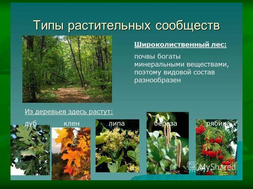 Чем отличаются растительные сообщества. Широколиственный лес растения. Широколиственный лес представители. Растительные сообщества. Типы растительных сообществ.
