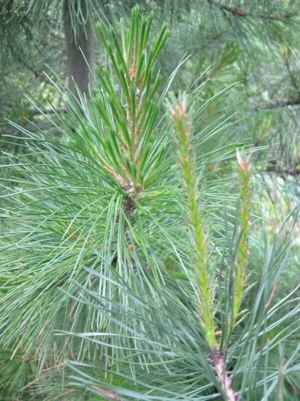 сосна сибирская кедр сибирский. кедр порода. сосна горная uncinata. кедр порода. кедр порода.