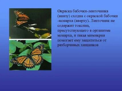 Бабочками выводом