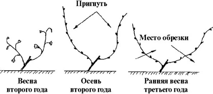 Правильно обрезать виноград весной для начинающих схема. Схема обрезки винограда по годам. Подрезка винограда весной схема. Схема обрезки винограда весной. Схема обрезания винограда.