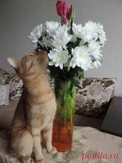 Котик с букетом