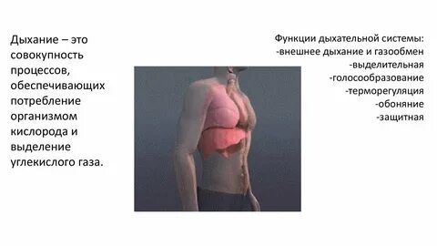 Дыхание это выделение углекислого газа