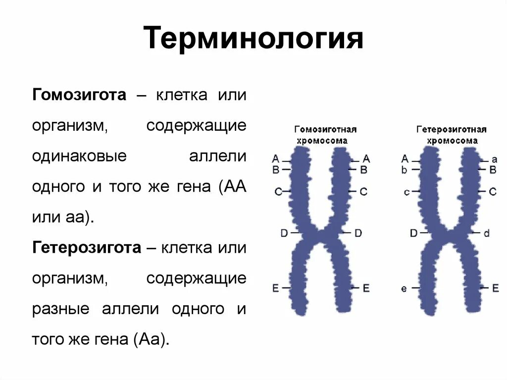 Рассчитайте частоту гомозигот. Гомозигота. Гомозигота и гетерозигота это. Организм содержащий разные аллели одного. Гомозигота и дигомозигота.