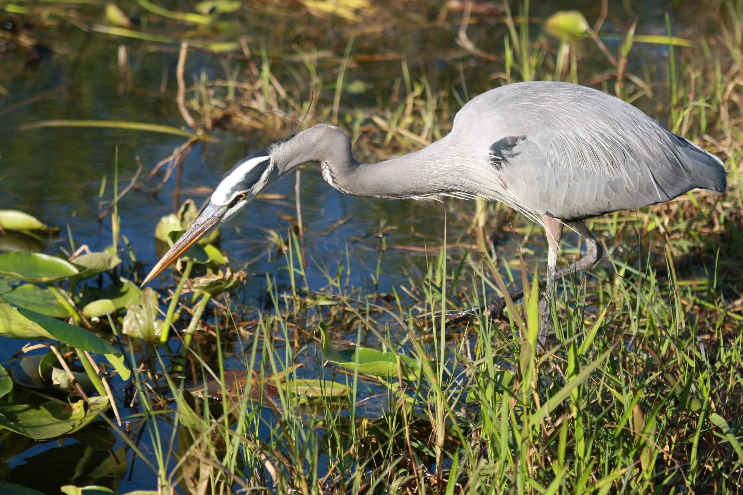 Цапля в пруду. Серая цапля. цапля болотная. great blue heron птица. водно болотные птицы.