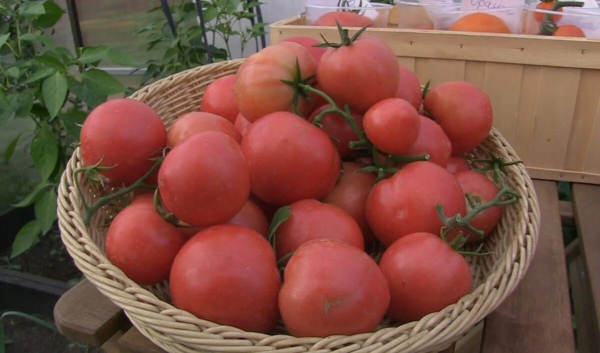 Семена томат катя f1. Томат катенька f1. Сорта томатов розовая катя. Семко томат катя f1. Томат розовая катя фирмы семко.