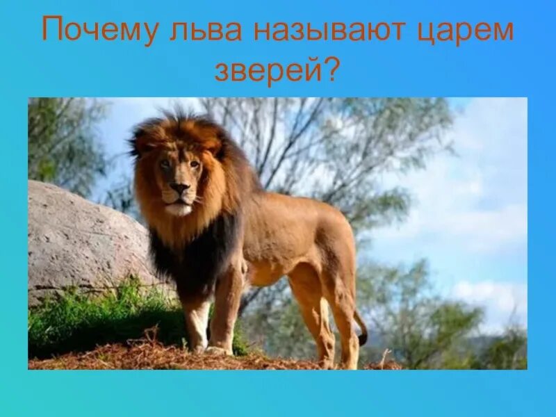 Лев кличка. Лев царь зверей. Льва называют царем зверей. Почему Лев считается царем зверей. Льва зовут Лев.