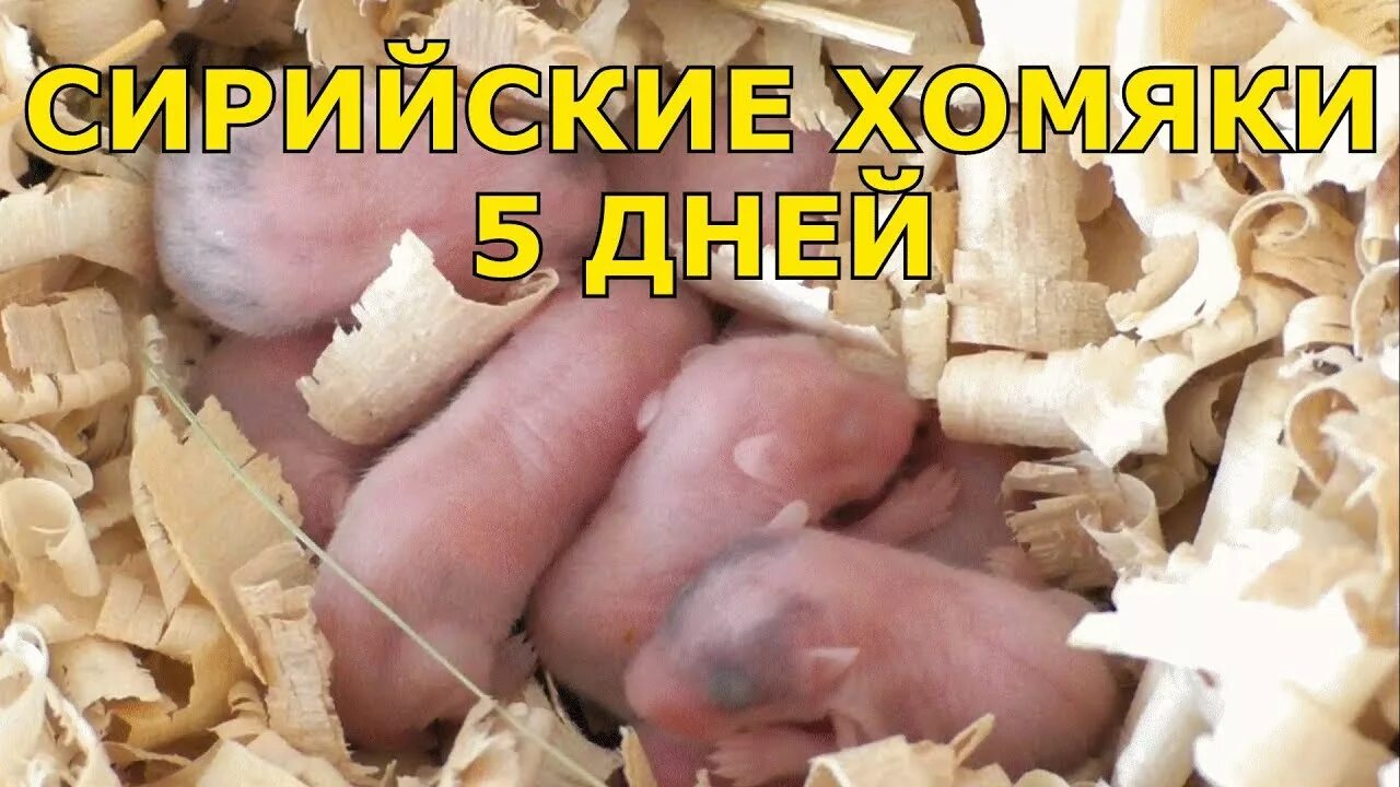Можно ли хомякам перец болгарский красный сирийским. Болгарский перец хомякам. Можно сирийским хомякам болгарский перец. Можно сирийским хомякам болгарский перец. Можно сирийским хомякам болгарский перец.