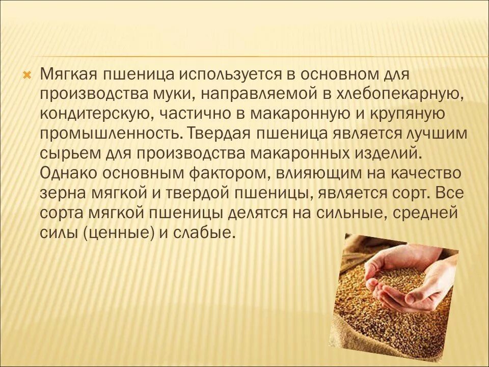 Как человек использует пшеницу. Озимая и яровая пшеница. Как человек использует пшеницу. Виды зерновых культур хлебные злаки. Как человек использует пшеницу.