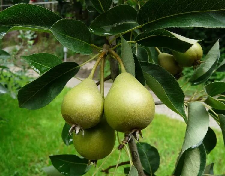 Груша детская дерево. Груша обыкновенная (Pyrus communis). Сорт груши Пирус. Pyrus communis дерево. Груша сортовая Pyrus communis.