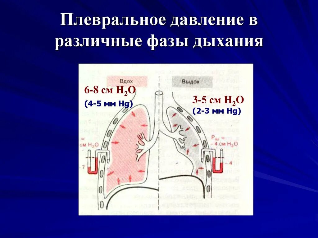 Выдох давление в легких. Плевральное давление. Давление в плевральной полости. Изменение давления плеврального. Плевральное давление при вдохе и выдохе.