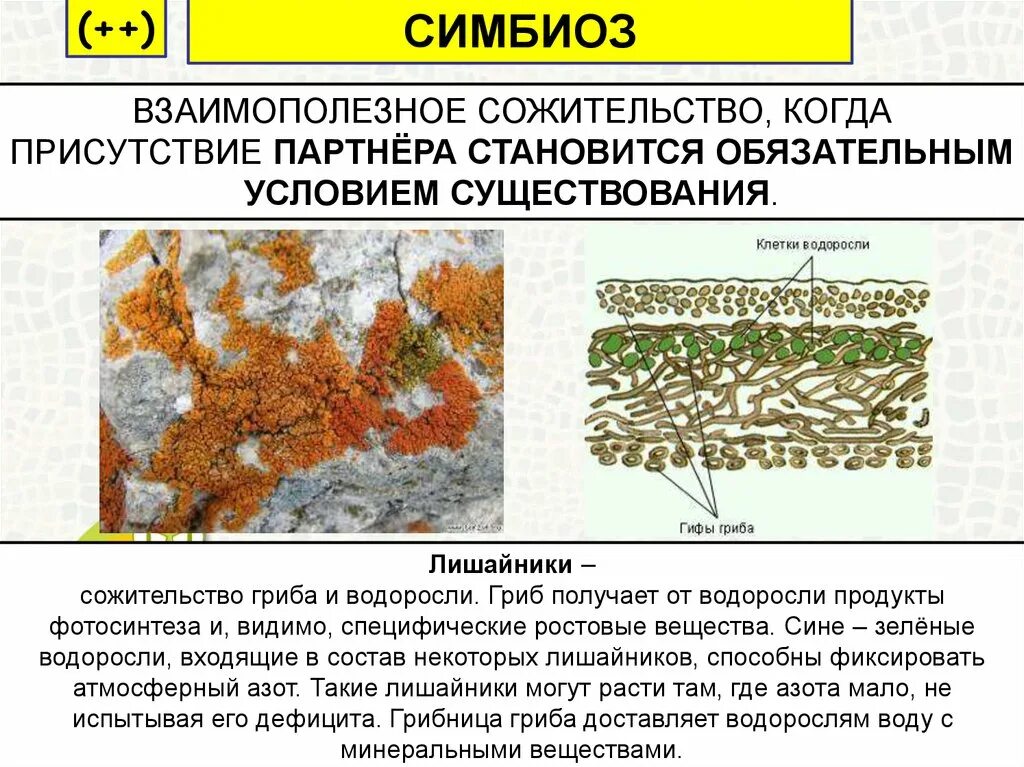 Роль водорослей в лишайнике. Сожительство гриба и водоросли. Симбиоз гриба и водоросли в лишайнике. Лишайник — сожительство грибов и водорослей. Роль водоросли и гриба в лишайнике.