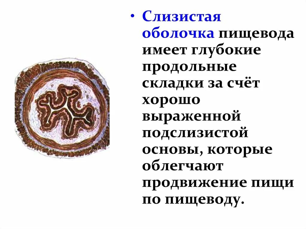 Пищевод складки слизистой. Слизистая оболочка пищевода. Слизистая оболочка пищевода имеет. Складки слизистой оболочки пищевода. Направление складок слизистой оболочки пищевода.