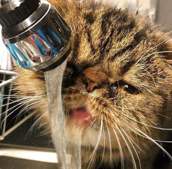 Кошка часто пьет воду. Кот пьет. Кот пьет воду. Кот пьет из под крана. Кот пьет воду из крана.