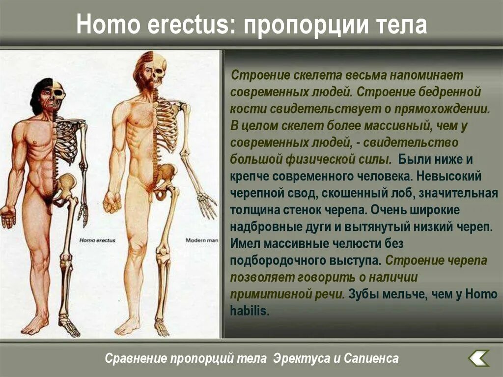 Чем отличаются современные люди. Современный человек строение. Строение тела современного человека. Древняя анатомия человека. Человек умелый особенности строения.