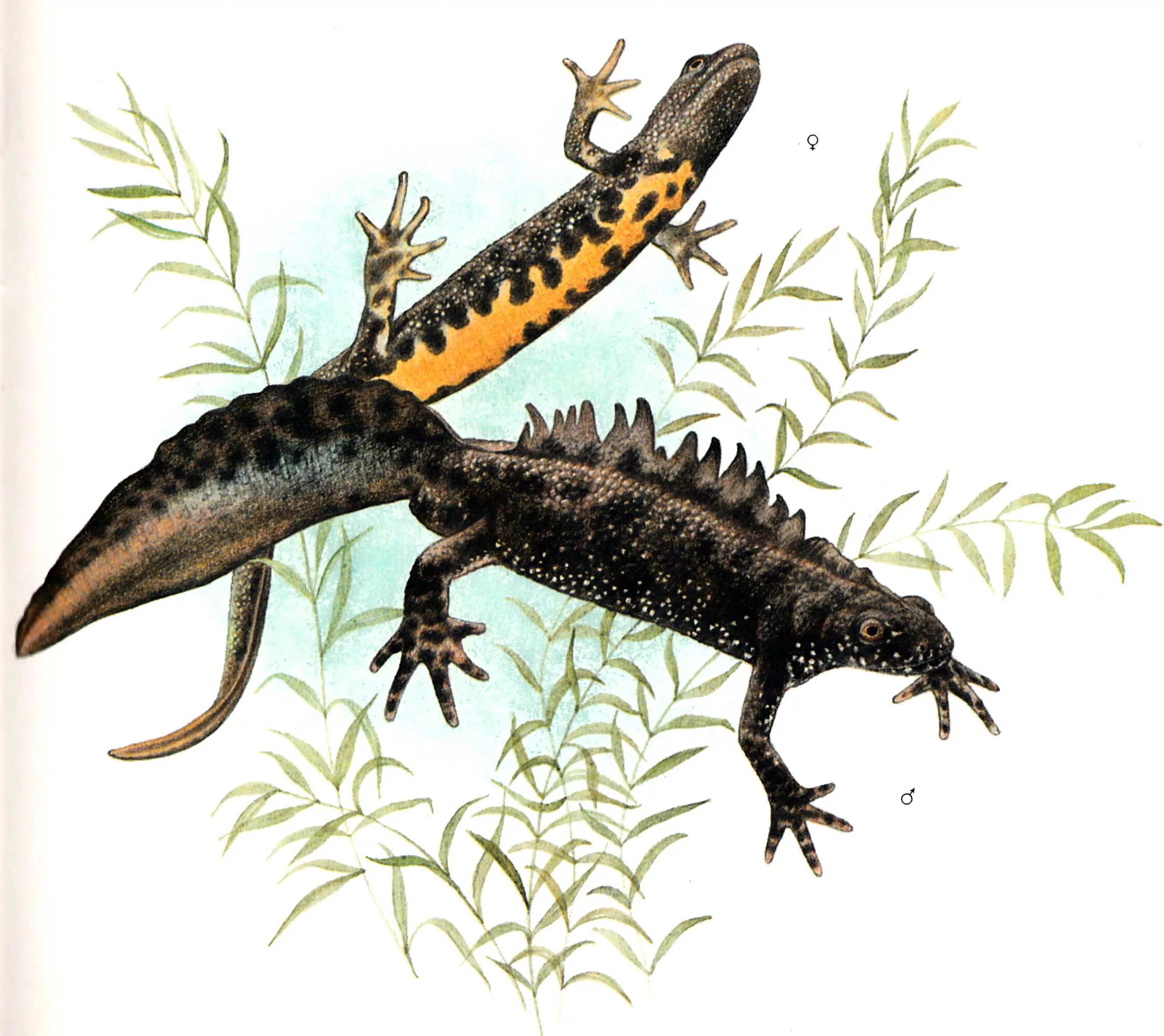 Гребенчатый тритон вес. Отряд хвостатые земноводные. Земноводные тритон гребенчатый. Гребенчатый тритон сообщение. Гребенчатый тритон отряд.