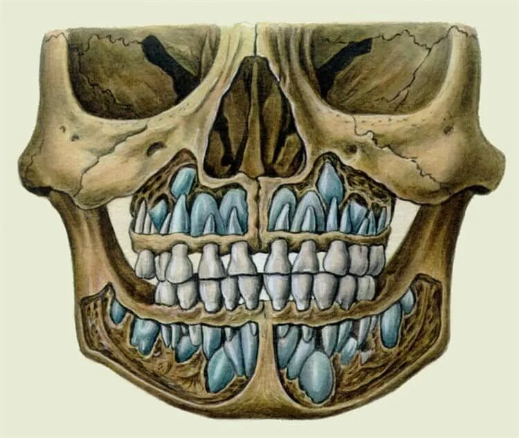 Строение верхней челюсти человека с зубами. Строение челюсти человека снизу. Анатомия зубов верхней челюсти человека. Зубы нижней челюсти анатомия. Детский череп рентген