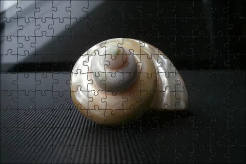 Shell pearl