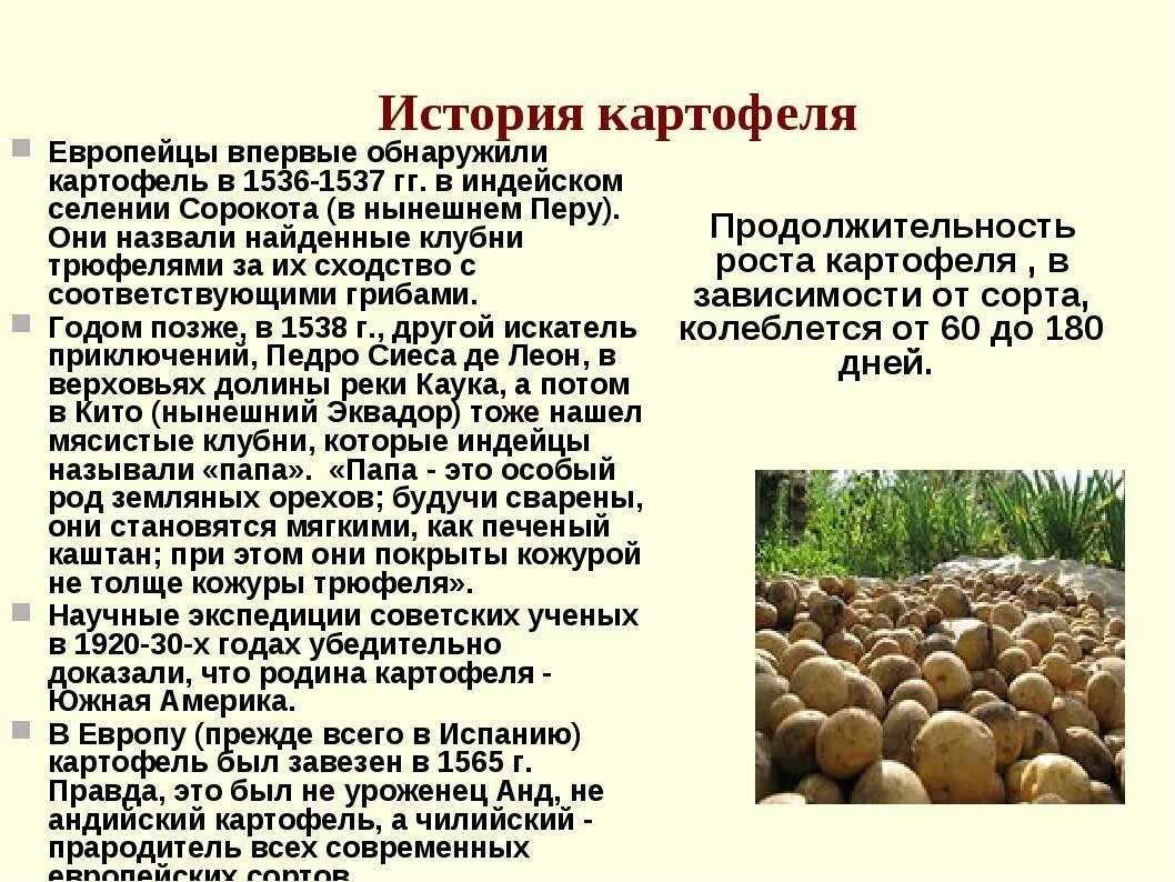 Подбери к слову картофель