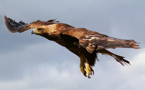 Eagle fly