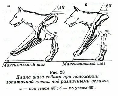 Характер движения собаки