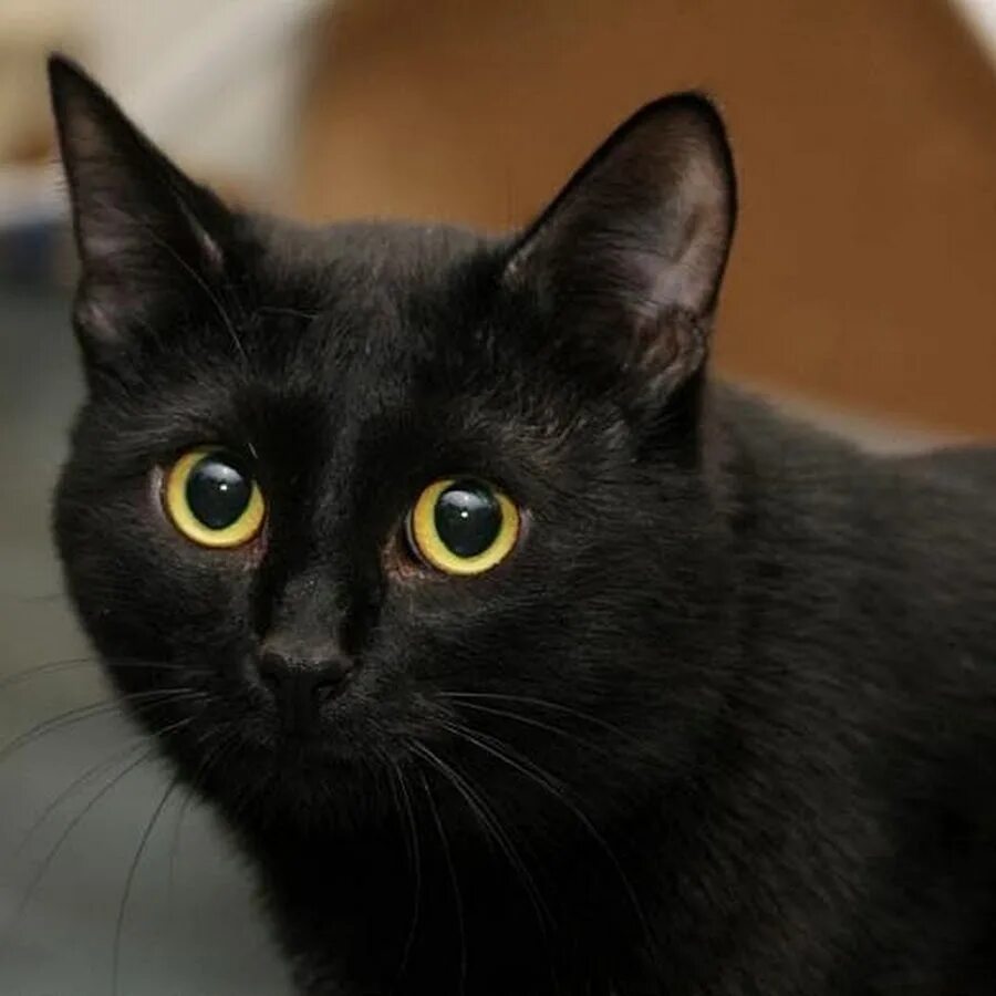 Бомбейская кошка длинношерстная. Черная кошка. Черный кот с желтыми глазами. Чёрные коты с жёлтыми глазами.