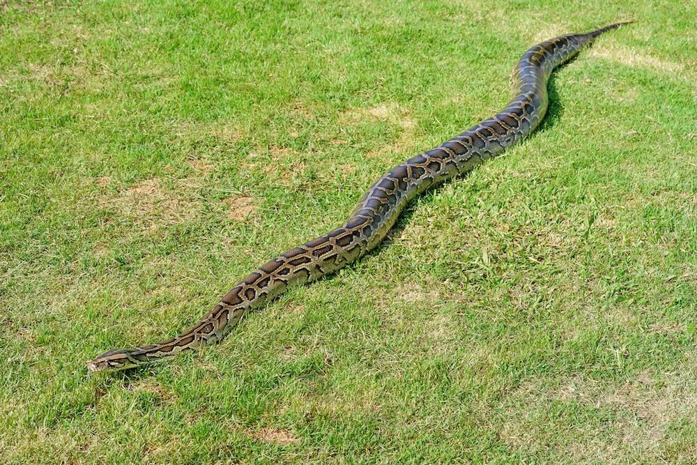 Snakes are longer. Сетчатый питон 10 метров. Сетчатый питон и Анаконда. Сетчатый питон 7.5 метров. Сетчатый питон 15 метров.