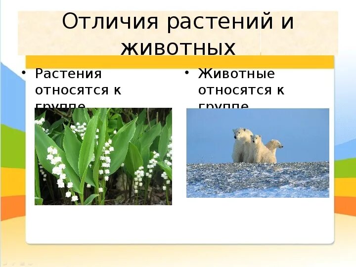 3 отличия животных от растений. Растения и животные различия. Отличие животных от растений. 5 Отличий животных от растений. Чем растения отличаются от животных.