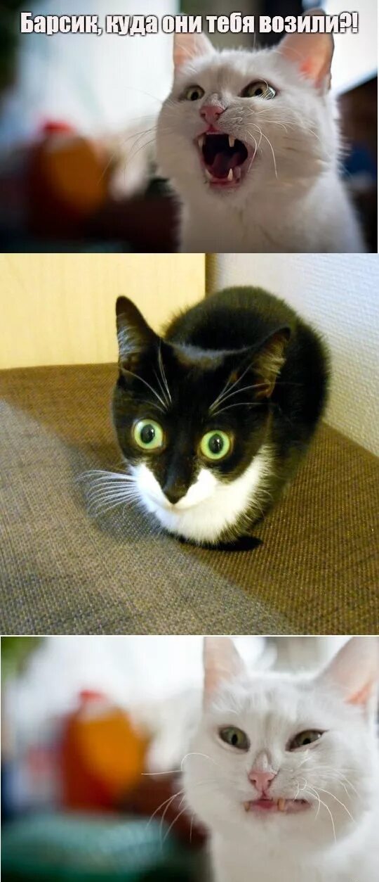 Популярные мемы котиков. Смешной мемный котик. Популярные мемы котиков. Популярные мемы котиков. Популярные коты из мемов.