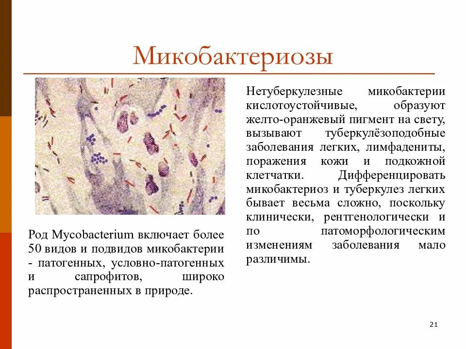 Микобактериоз легких. Атипичные микобактерии микобактериозы. Нетуберкулезный микобактериоз. Нетуберкулезный микобактериоз легких кт. Микобактериозы клинические рекомендации.