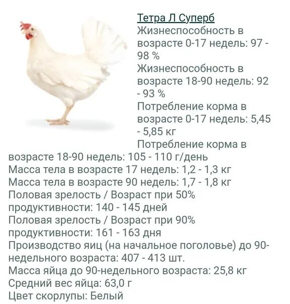 Таблица роста росс 308 по дням. Росс 308 бройлер характеристика. Росс 308 Словакия. Белый бройлер Росс 308 описание. Росс 308 Словакия бройлер.