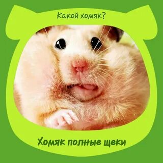 Аккаунт хамстер