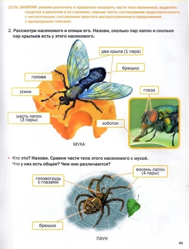Насекомые сходства и различия. Схема описания насекомых для дошкольников. Описание насекомых для детей. Схема описание насекомого для детей. Сходства и различия насекомых для дошкольников.