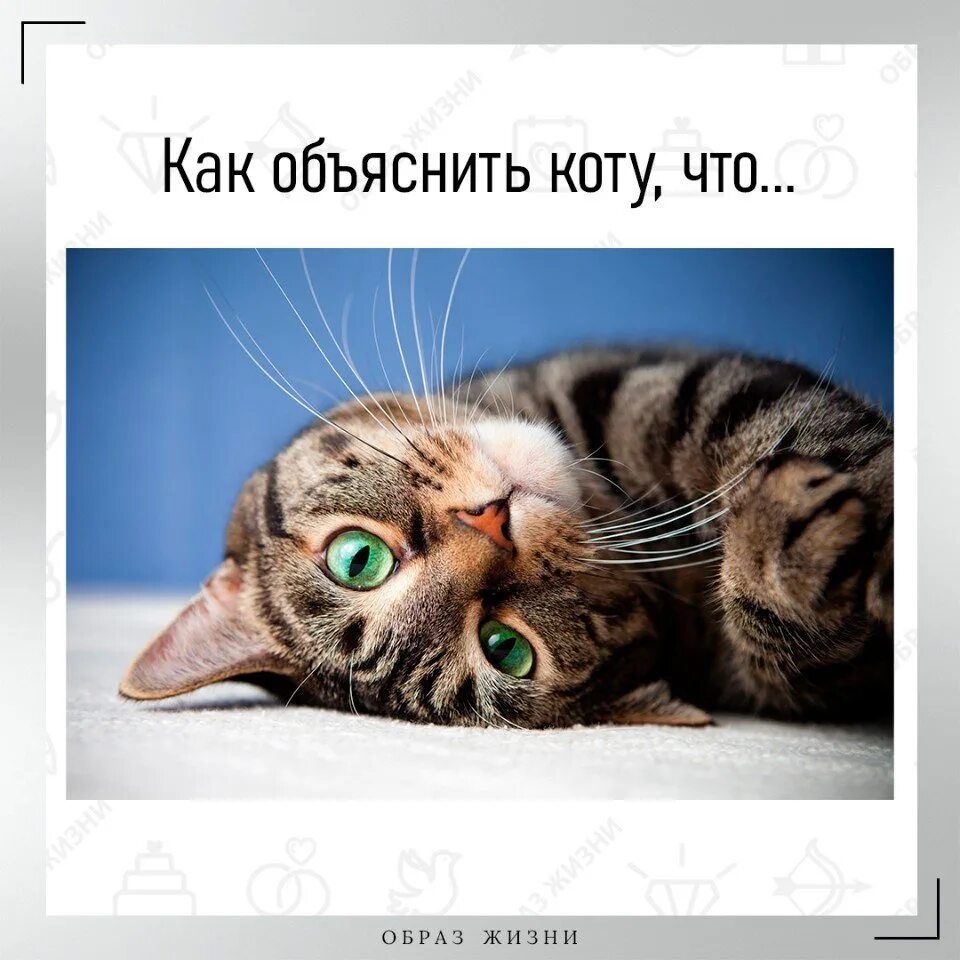 Не говорите ему что он кот. Как объяснить коту. кот объясняет. расслабленный объясняющий котик. я каждый день объясняю коту.