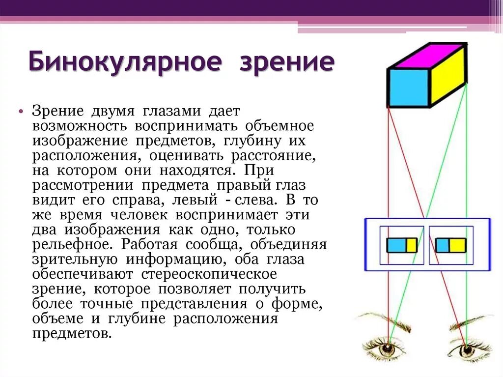 Какое преимущество дает зрение. Зрение двумя глазами (бинокулярное зрение).. Механизм бинокулярного зрения. Стереоскопическое зрение схема. Бинокулярное зрение схема.